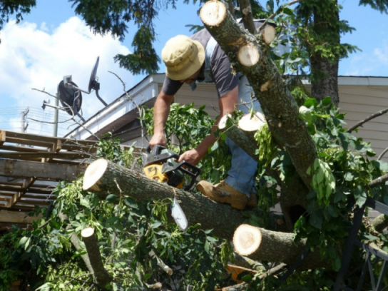 Tree Removal