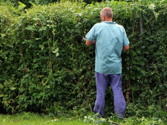 Tree & Shrub Trimming